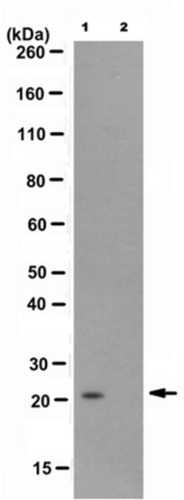 Anti-monoubiquityl Histone H2B (Lys119) Antibody, clone 7B4