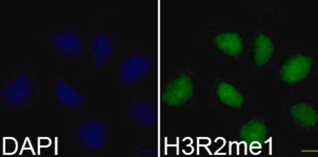 Anti-MonoMethyl-Histone H3-R2 antibody produced in rabbit