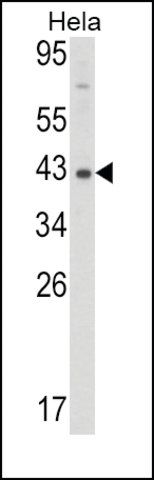 ANTI-MOUSE DNMT3L antibody produced in rabbit