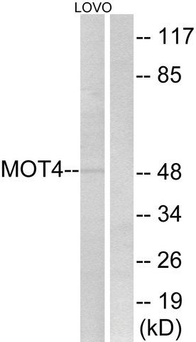 Anti-MOT4 antibody produced in rabbit