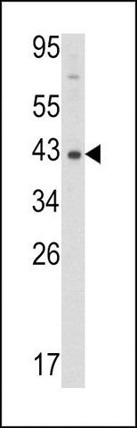 ANTI-MOUSE DNMT3L antibody produced in rabbit