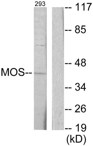 Anti-MOS antibody produced in rabbit