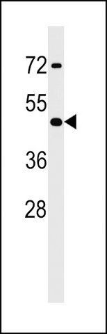 ANTI-MOUSE HOXA2 (CENTER) antibody produced in rabbit