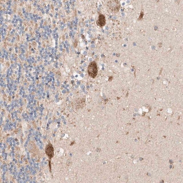 Anti-MOSPD1 antibody produced in rabbit