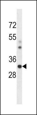 ANTI-MOUSE CSNK1A1 (C-TERM) antibody produced in rabbit