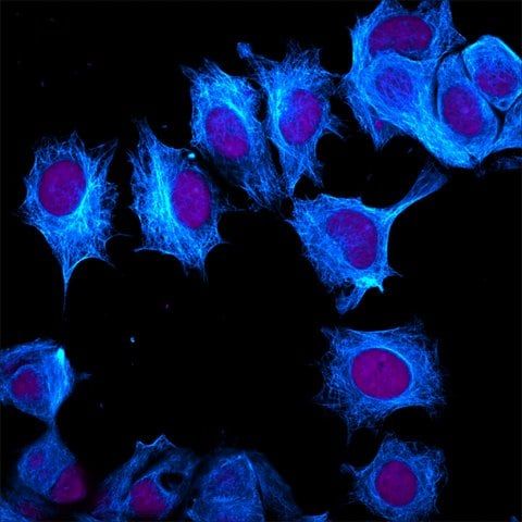 Anti-Mouse IgG (H+L), highly cross-adsorbed (min X Rat), CF<sup>TM</sup>405M antibody produced in goat