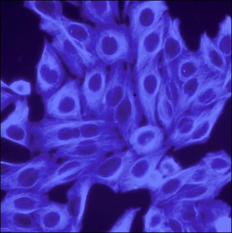 Anti-Mouse IgG (H+L), highly cross-adsorbed, CF<sup>TM</sup> 350 antibody produced in donkey