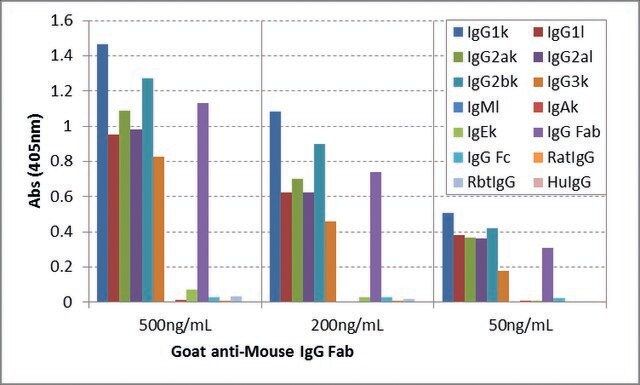 Anti-Mouse IgG Fab-Biotin antibody, Goat monoclonal