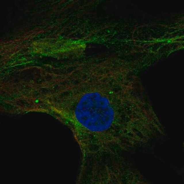 Anti-MPP4 antibody produced in rabbit