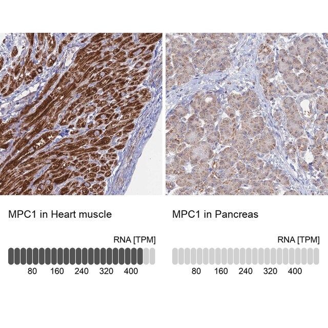 Anti-MPC1 antibody produced in rabbit