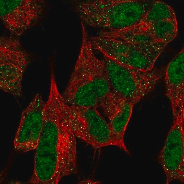 Anti-MPLKIP antibody produced in rabbit