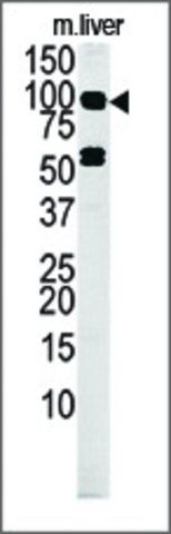 Anti-MARK4 (C-term) antibody produced in rabbit