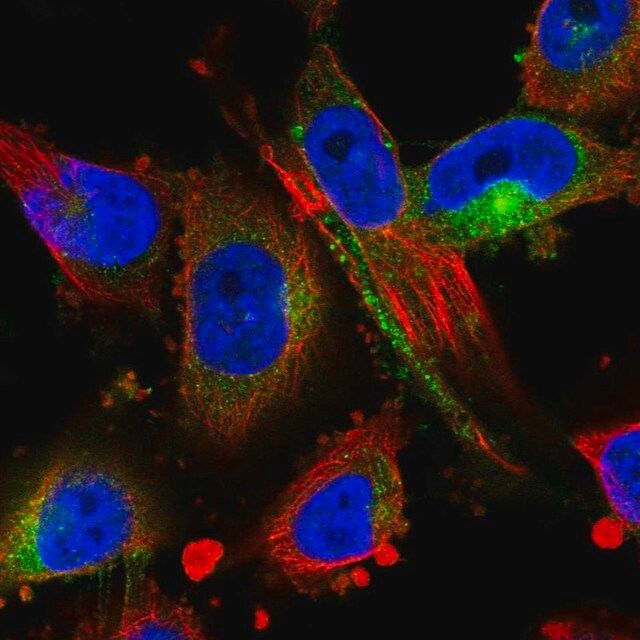 Anti-MARCKS antibody produced in rabbit