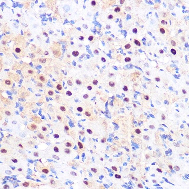 Anti-LXRα antibody produced in rabbit