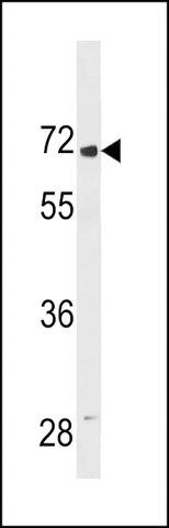 ANTI-LINGO2 (CENTER) antibody produced in rabbit