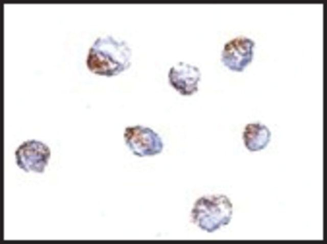 Anti-KLRA1 (ab2) antibody produced in rabbit