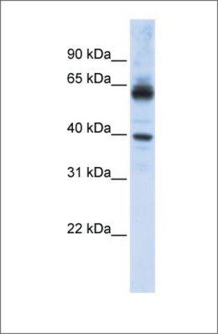 Anti-KPNA1 (ab1) antibody produced in rabbit