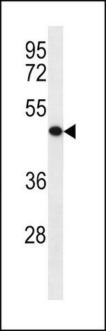 ANTI-KLRG2 (N-TERM) antibody produced in rabbit
