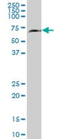 Anti-KNS2 antibody produced in mouse