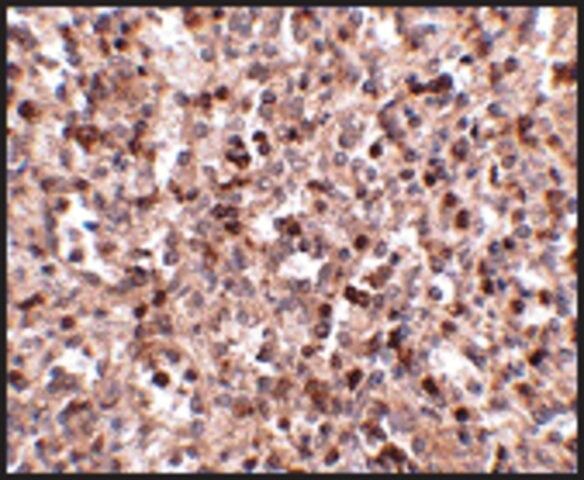Anti-KLRA1 (ab1) antibody produced in rabbit