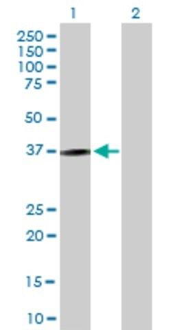 Anti-KLRC1 antibody produced in mouse