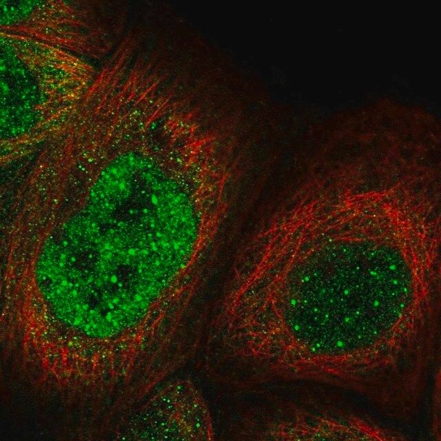 Anti-KNL1 antibody produced in rabbit