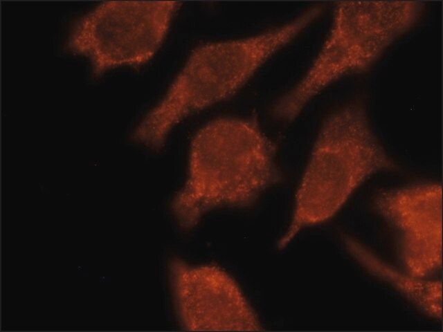Anti-LC3C antibody, Mouse monoclonal