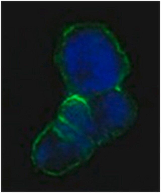 Anti-LCN1 Antibody, clone 10B10