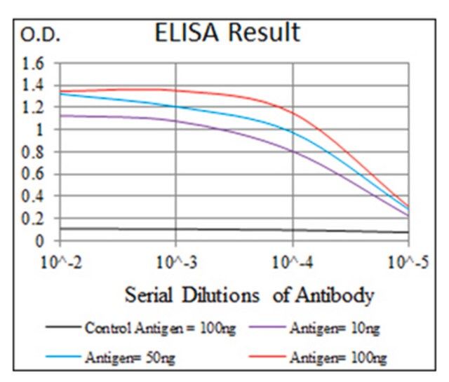 Anti-KEAP1, clone 7G4B10 Antibody