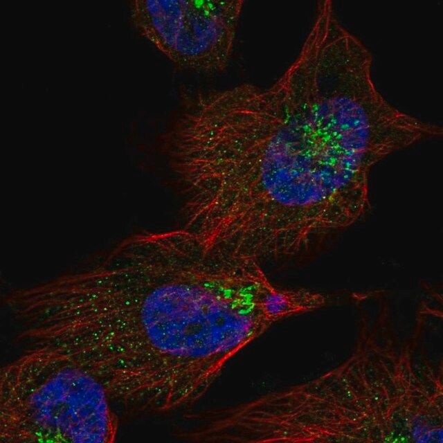 Anti-KIAA1147 antibody produced in rabbit