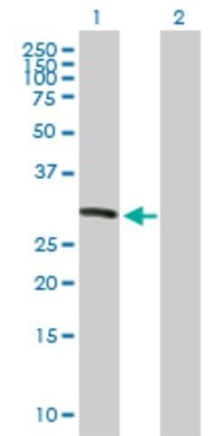 Anti-KIF26A antibody produced in mouse