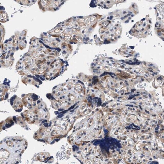 Anti-KIAA0355 antibody produced in rabbit