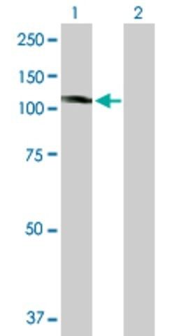 Anti-KIF20A antibody produced in mouse