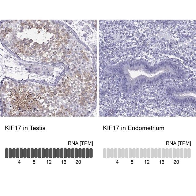Anti-KIF17 antibody produced in rabbit