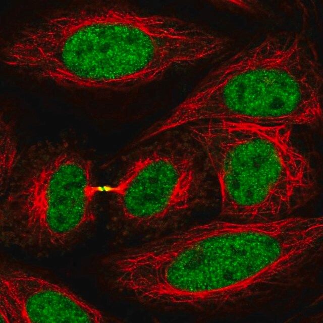Anti-KIF4A antibody produced in rabbit