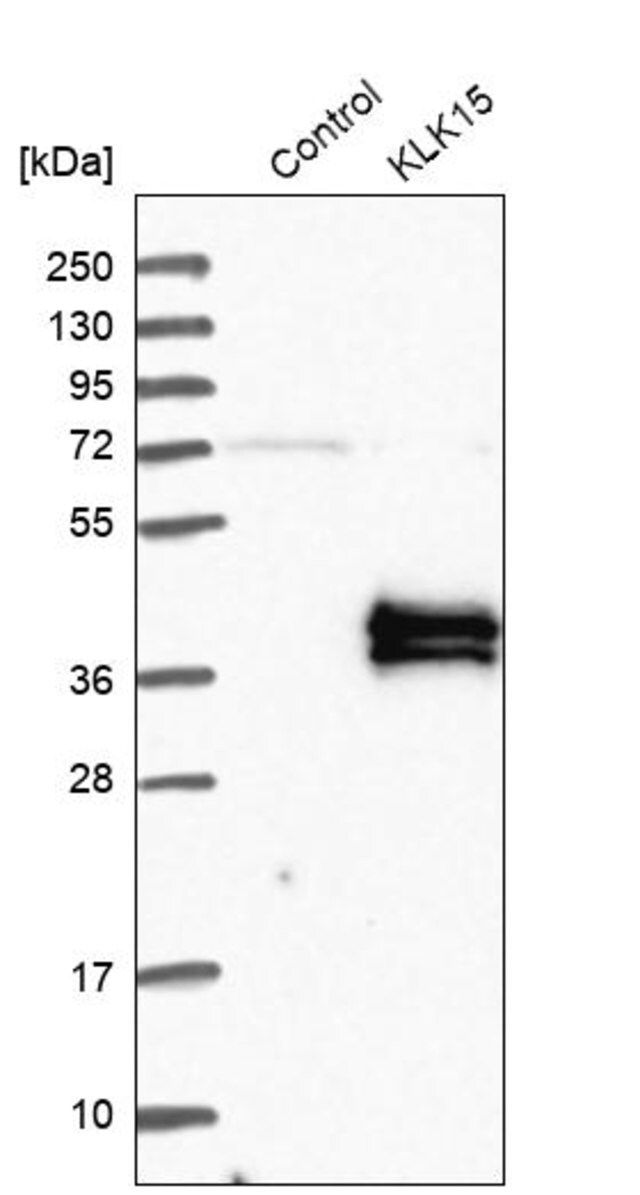 Anti-KLK15 antibody produced in rabbit