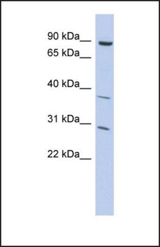 Anti-KLHL5 antibody produced in rabbit