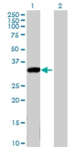 Anti-KLK8 antibody produced in mouse