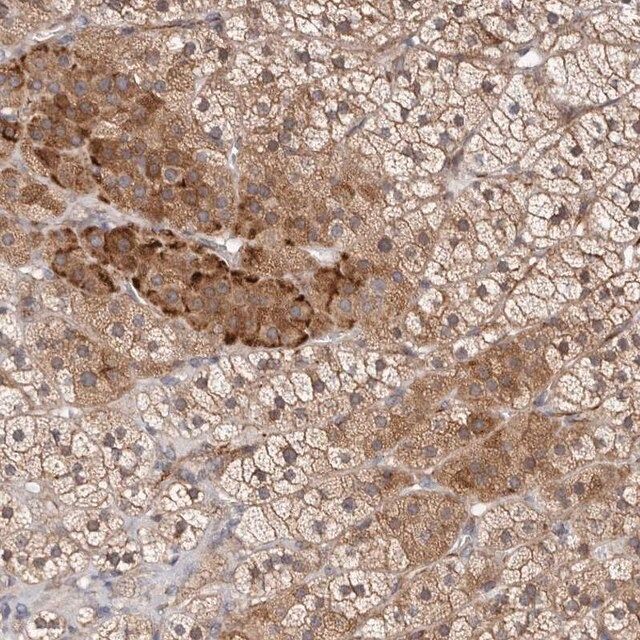 Anti-KLHL4 antibody produced in rabbit