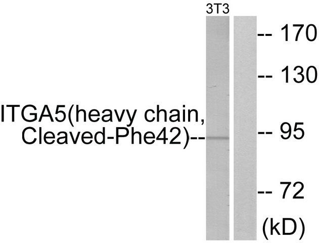 Anti-ITGA5 (heavy chain, Cleaved-Phe<sup>42</sup>) antibody produced in rabbit