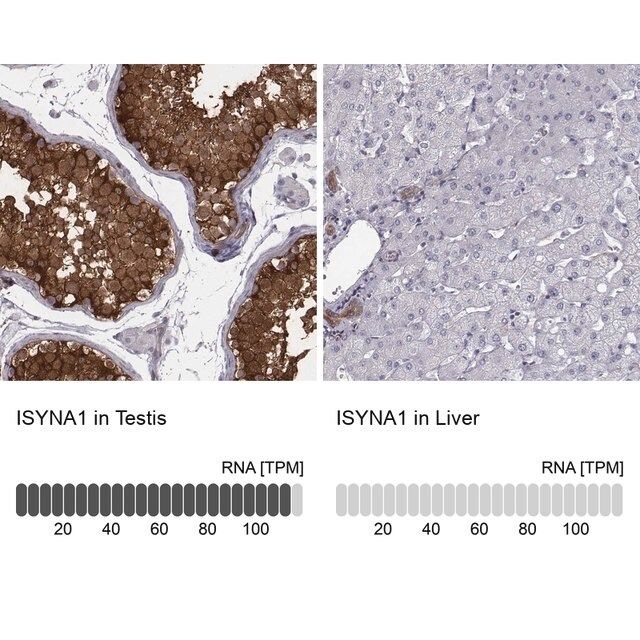 Anti-ISYNA1 antibody produced in rabbit