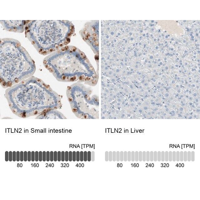 Anti-ITLN2 antibody produced in rabbit