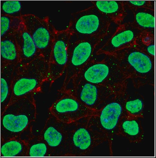 Anti-JARID1D/KDM5D Antibody, clone 7F10.4