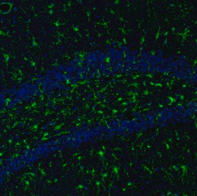 Anti-ITPKA antibody produced in rabbit
