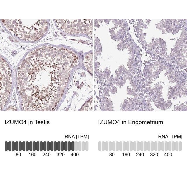 Anti-IZUMO4 antibody produced in rabbit