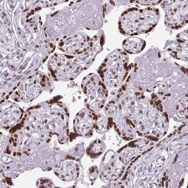 Anti-JUND antibody produced in rabbit
