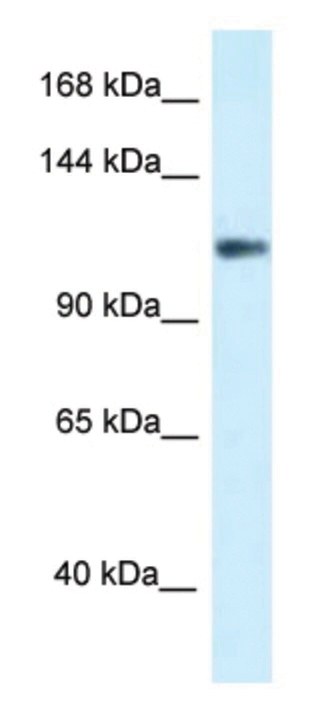 Anti-KCNH3 (N-terminal) antibody produced in rabbit