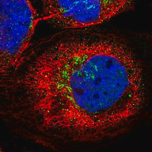 Anti-KCNF1 antibody produced in rabbit