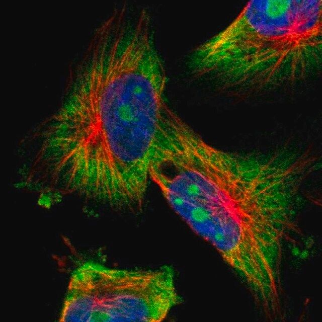 Anti-KCNC4 antibody produced in rabbit