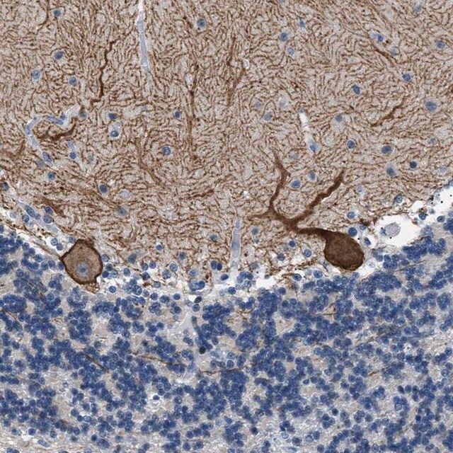 Anti-KCNC3 antibody produced in rabbit
